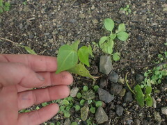 Thespesia populnea