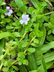 Bacopa monnieri