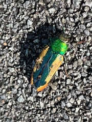 Buprestis viridisuturalis