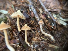 Cortinarius acutus
