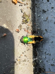 Buprestis viridisuturalis