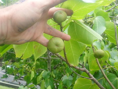 Thespesia populnea