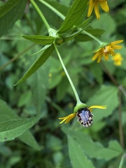 Euphoria subtomentosa