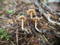Cortinarius acutus