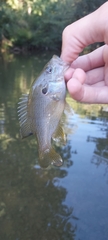 Lepomis cyanellus