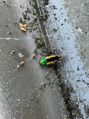 Buprestis viridisuturalis