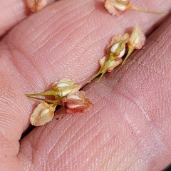 Rumex britannica