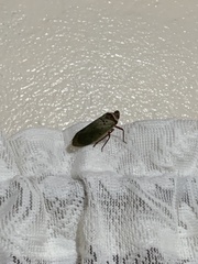 Copidocephala guttata