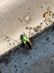 Buprestis viridisuturalis