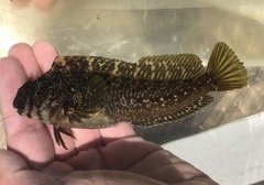 Hypsoblennius gilberti