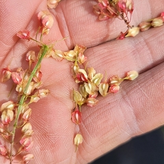 Rumex britannica