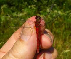 Sympetrum rubicundulum