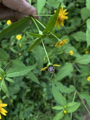 Euphoria subtomentosa