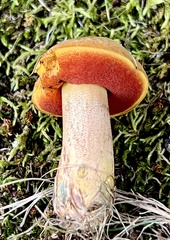 Neoboletus