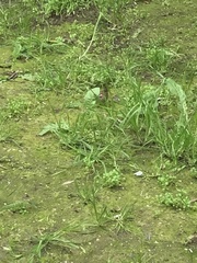 Zonotrichia capensis chilensis