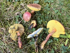 Hortiboletus
