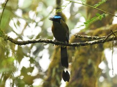 Momotus aequatorialis