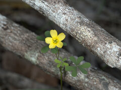 Oxalis