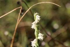 Spiranthes casei