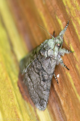 Pseudopanthea palata