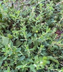 Polygonum arenastrum