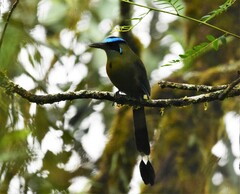 Momotus aequatorialis