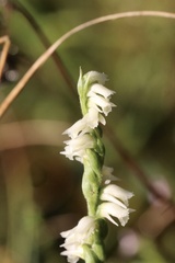 Spiranthes casei