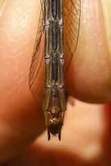 Sympetrum rubicundulum