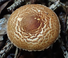 Lepiota castanea