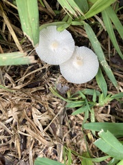 Candolleomyces