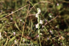 Spiranthes casei