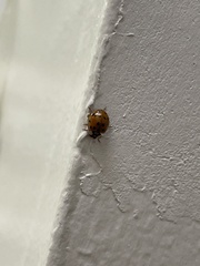 Harmonia axyridis
