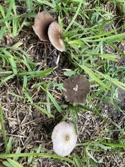 Candolleomyces