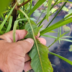 Rumex britannica
