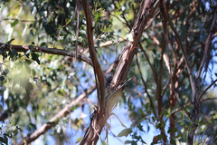 Melithreptus validirostris