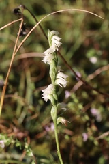 Spiranthes casei