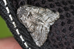 Pseudopanthea palata