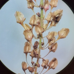Rumex britannica