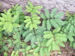 Mimosa strigillosa