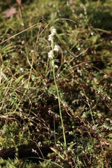 Spiranthes casei