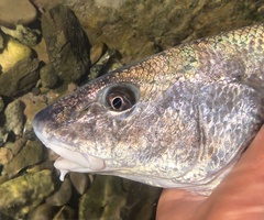 Menticirrhus undulatus