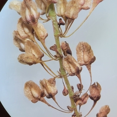Rumex britannica