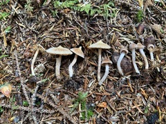 Cortinarius acutus