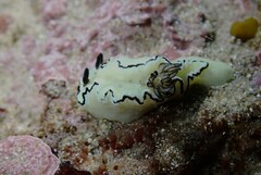 Doriprismatica atromarginata