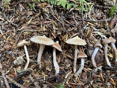 Cortinarius acutus