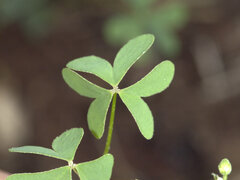 Oxalis