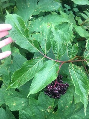 Sambucus racemosa melanocarpa