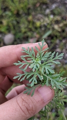 Leucospora multifida