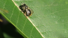 Anthophora terminalis