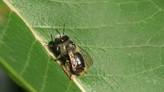 Anthophora terminalis